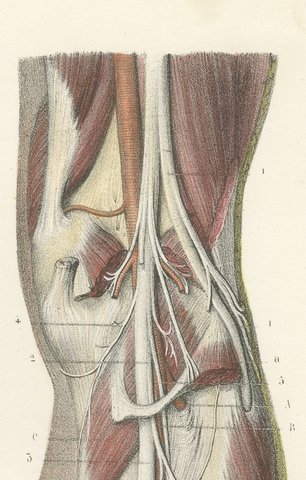 The Popliteal Region and the Calf, Antique Hirschfeld Anatomy Print, 1866, view 5
