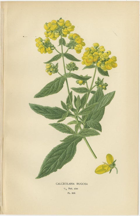 1897 Decorative Botanical Prints, Calceolaria Hybrida, Rugosa, and Alonsoa, view 3