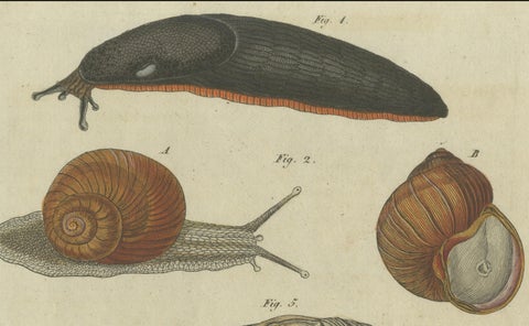 Exquisite 1805 Hand-Colored Engraving of Mollusks and Slugs from Bertuch’s Work, close-up 3