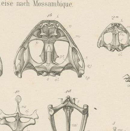 Antique Print of Bones of Various Frog Species, close-up 1
