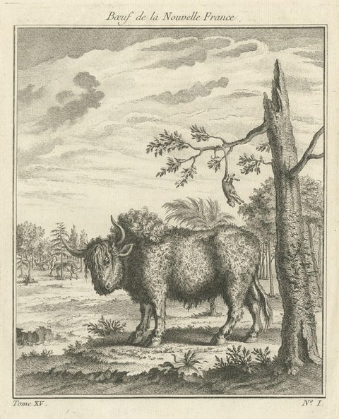 Old Print of a Bull or Bison from the French North America, Canada, Ca.1760, close-up 1