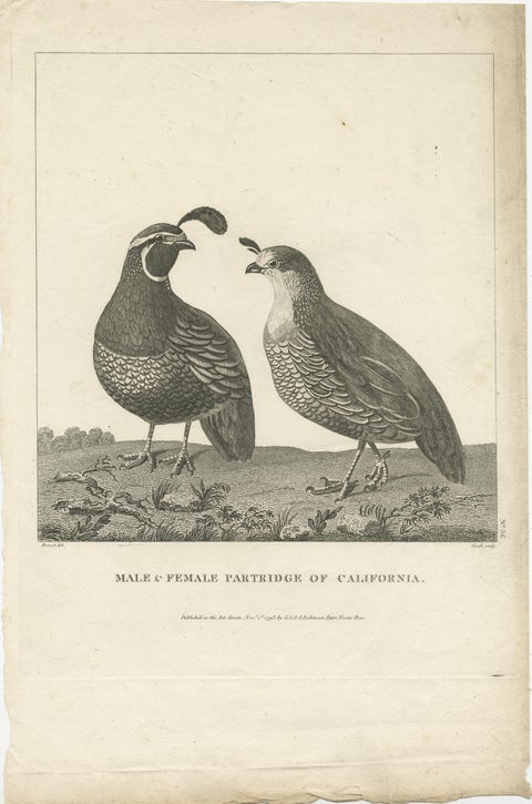 Antique Print of a Male and Female Partridge of California, view 2