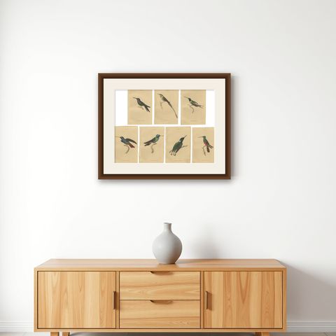 Set of 7 Antique Bird Prints, Harlequin Hummingbird, by Jardine '1837', shown framed on a wall