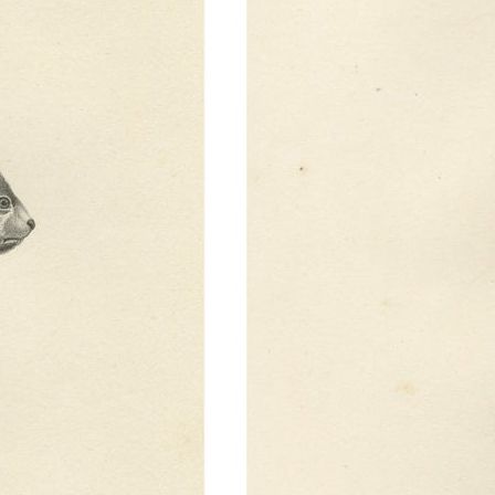 Pair of Antique Zoological Engravings, Exotic Mammals, c.1830, close-up 4