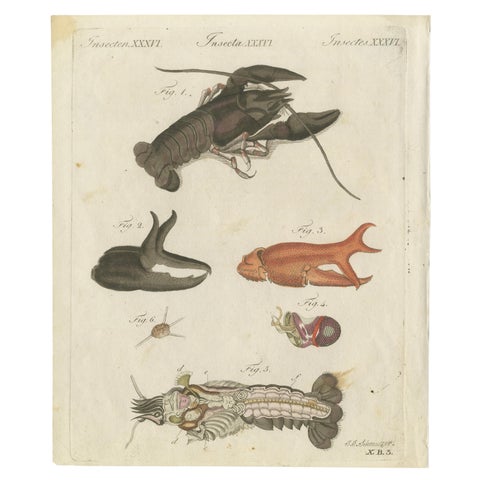 Original Antique Anatomical Print of a European Crayfish by Bertuch, c.1800, view 2