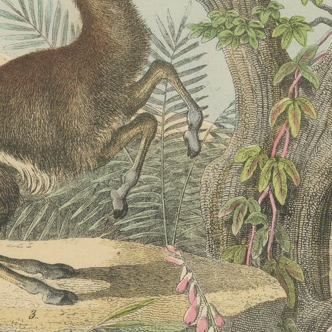 Antique Giraffe and Camel Print with Dromedary and Llama, Kolb, circa 1890, close-up 3