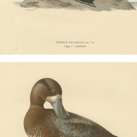Decorative Scandinavian Bird Prints, Antique Swedish Ducks, 1929 - Set of 6, close-up 1