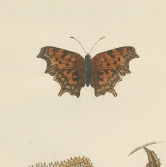 Metamorphosis in Motion: A Triptych of Butterfly Life Stages, 1890, close-up 1