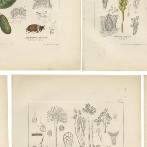 Set of 5 Antique Mycology Prints of Various Fungi, 1875, close-up 2