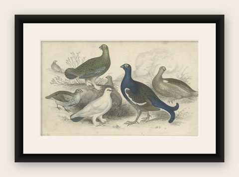 Old Bird Print of a Partridge, Red Grouse, Ptarmigan, Black Cock and a Hen, 1862, shown framed