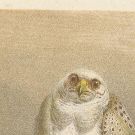 Antique Bird Print of Falcons by Brehm '1892', close-up 1