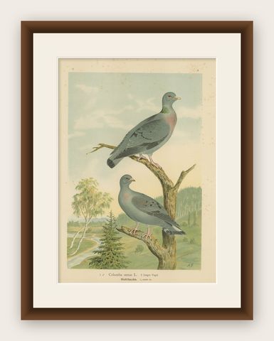 Wood Pigeons in a Spring Landscape, Elegant Antique Bird Chromolithograph, 1880, shown framed