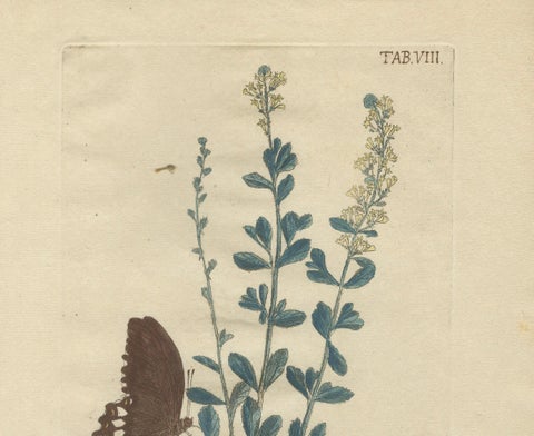 Exotic Botanicals and Rare Butterflies, Hand-Colored Dutch Prints from 1775, close-up 4