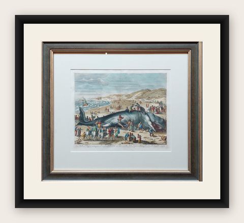Antique Print of a Beached Whale by Van der Gouwen 'c.1680', shown framed