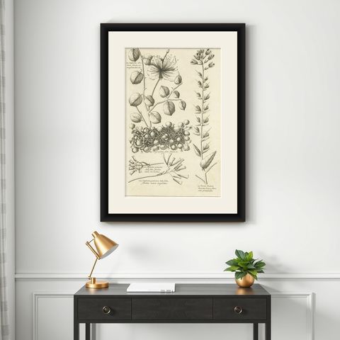Antique Engraving of the Caper Bush and Other Plants, 1773, shown framed on a wall