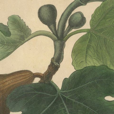 Antique Fig Botanical Print, Ficus Carica, Hand Colored, c.1831, close-up 5