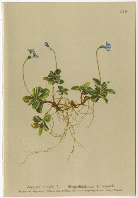 Antique Alpine Speedwell and Wulfenia Small Botanical Prints, Set of 8, 1897, view 8