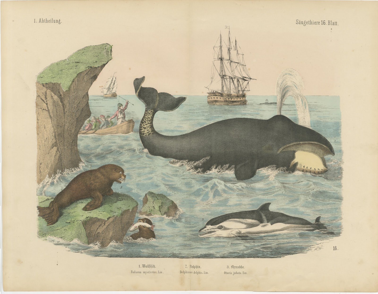 Antique Whaling Scene Print with Bowhead Whale, Dolphin and Sea Lion, circa 1890
