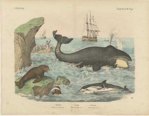 Antique Whaling Scene Print with Bowhead Whale, Dolphin and Sea Lion, circa 1890