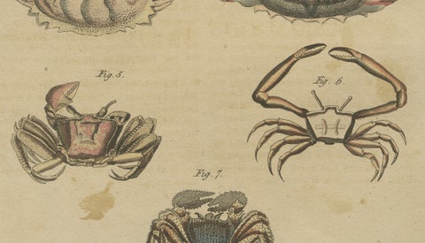 Antique Calappa Box Crabs & Exotic Crabs Engraving, Bertuch, 1813, close-up 4