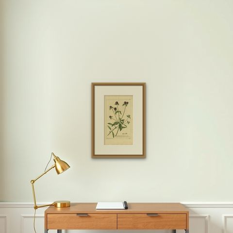 Antique Flower Print 'Amaranthoides' , 1755, shown framed on a wall
