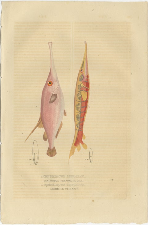 Underwater Elegance: Razorfish and Shrimpfish - A Marine Engraving Study, 1845, view 2