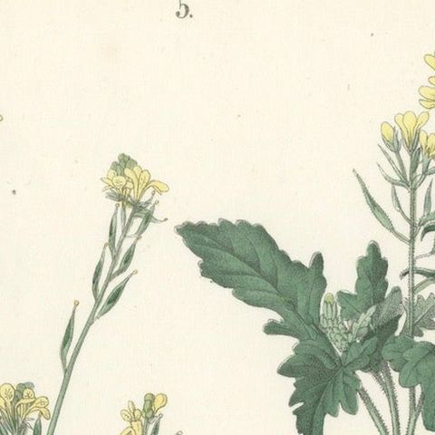 Hand-Colored Botanical Lithograph of Wild Mustard and Charlock, Calwer, 1854, close-up 4