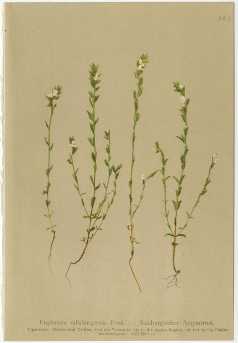 Alpine Foxglove & Wildflowers, Small Seizded Antique Botanical Print Set, 1897, view 6