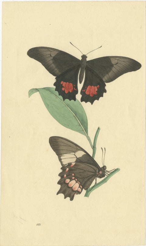 Exquisite Hand-Coloured Butterfly Prints of the 18th and 19th-Century, view 3