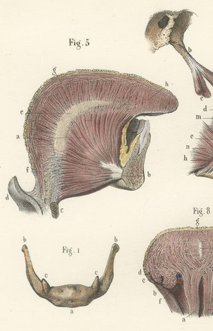 The Muscles of the Tongue and Hyoid, Antique Hirschfeld Anatomy Print, 1866, view 3