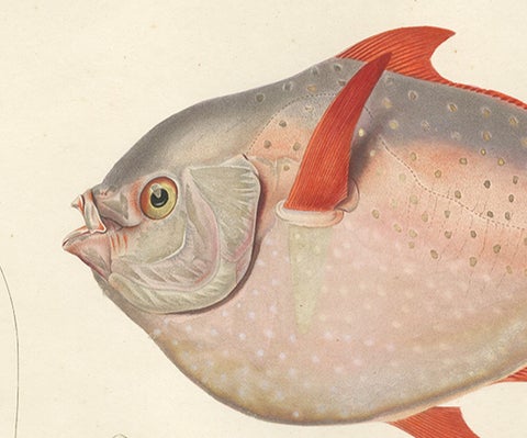 Antique Print of the Opah or Moonfish, Hand-Colored Lithograph, 1845, close-up 2