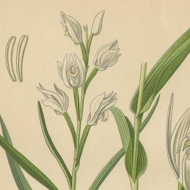 Orchid Elegance: Masterpieces of Botanical Illustration from 1904, close-up 1