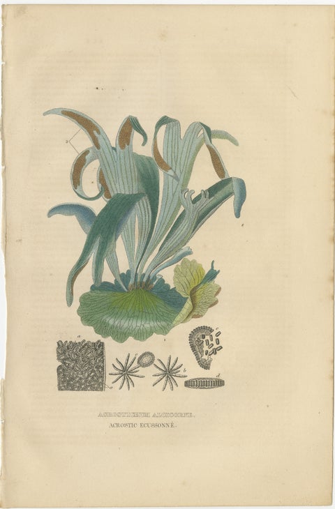 The Golden Leather Fern - An Antique Masterpiece of Botanical Illustration, 1845, view 2