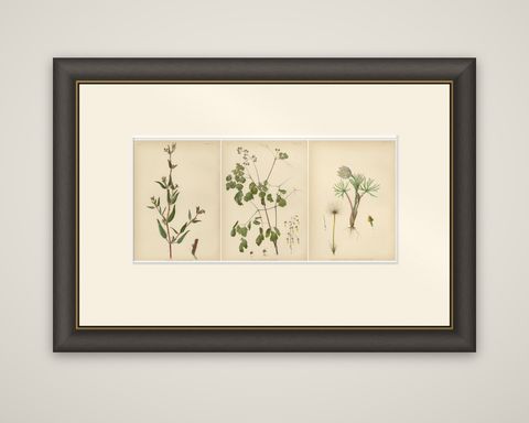 Native US Flora - Three Original Botanical Chromolithograps, 1879, shown framed