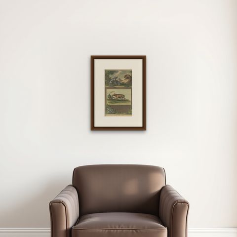 Colored Antique Print of a Babirusa and Two Other Animals, 1726, shown framed on a wall