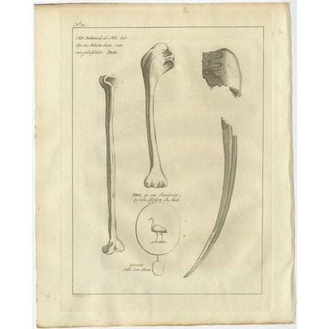 Antique Engraving of the Bill and Bones of an Ibis Bird, 1773, view 2
