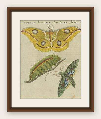 Splendid Saturn Moth and Green Hawkmoth: Exquisite Insects from a 1805 Work, shown framed
