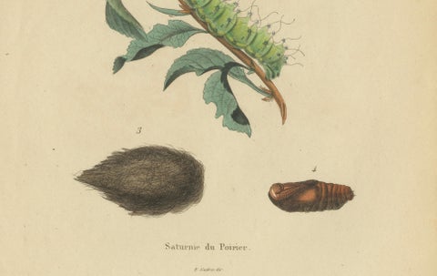 Pair of French Butterfly & Moth Engravings by E. Guérin, 1835, close-up 5