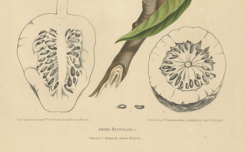 Antique Bullock's Heart Botanical Chromolithograph by Hoola van Nooten, c. 1880, close-up 1