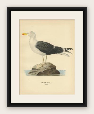 Antique Bird Print of the Great Black-Backed Gull by Von Wright, 1929, shown framed