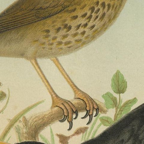 Antique Bird Print of the Thrush and Blackbird, circa 1880, close-up 2