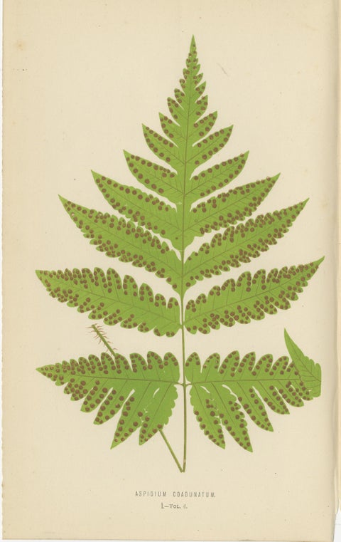 Antique Set of Botanical Fern Prints– Aspidium Articulatum & Aspidium Coadunatum, view 3