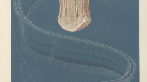 Ctenophores (Comb Jellies), Marine Invertebrates, Royal Natural History, 1896, close-up 2