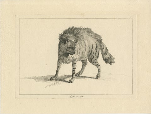 The Majestic Eurasian Lynx: A Detailed Etching - circa 1740, view 2