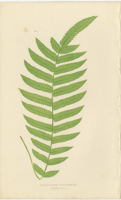 Rare Victorian Tropical Fern Lithograph Collection by E.J. Lowe, 1856, view 7