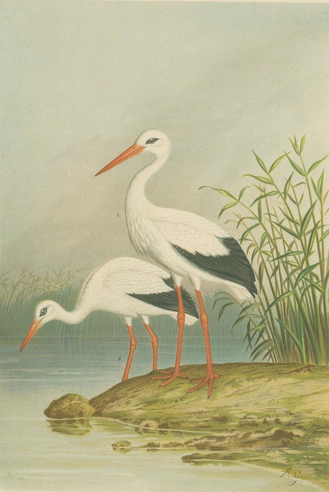 White Storks by the Water’s Edge, Elegant Antique Bird Chromolithograph c.1880, close-up 2
