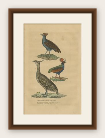 Bird Print of a Malay Scrubfowl, Black-rumped Buttonquail and the Elegant Trogon, shown framed