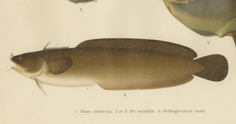 Ocean Sunfish and Scandinavian Blennies - Unique and Striking Fish Litho, 1895, close-up 1