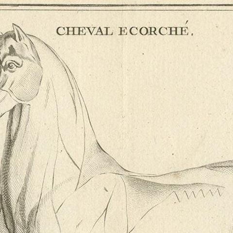 Antique Print of an Écorché of a Horse by Fessard, '1819', close-up 1