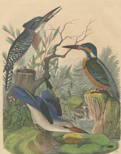 Hand-Coloured Lithograph of Kingfishers in Serenity: An 1852 Riverside Study, close-up 6